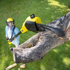 Best Lawn Renovation and Restoration  in Rockwood, MI