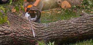 Trusted Rockwood, MI Tree Services Experts