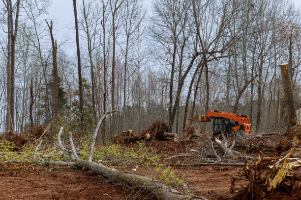 Tree and Shrub Care in Rockwood, MI